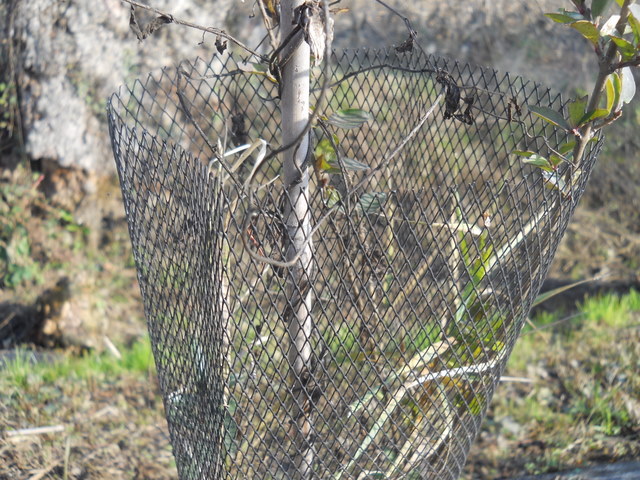 Trappole per uccelli????